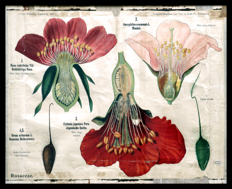 Tafel 45 Rosaceae